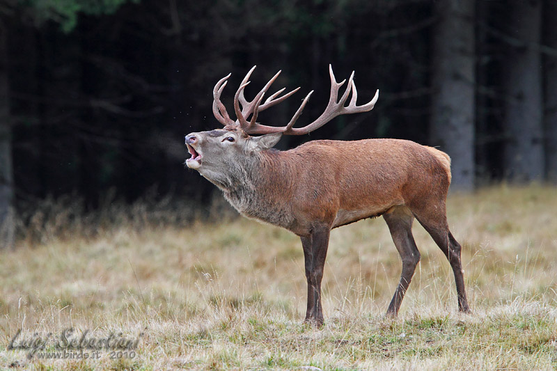 Cervo - Cervus elaphus